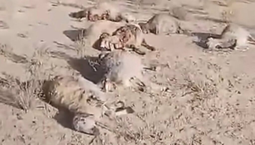 Pakistani Military Drone Strike Kills Over 50 Livestock in Mastung